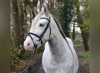 Andaluces, Caballo castrado, 5 años, 158 cm, Tordo rodado