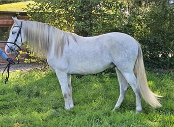 Andaluces, Caballo castrado, 5 años, 158 cm, Tordo rodado