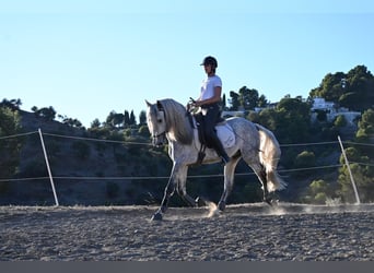 Andaluces, Caballo castrado, 5 años, 158 cm, Tordo rodado