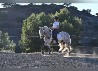 Andaluces, Caballo castrado, 5 años, 158 cm, Tordo rodado