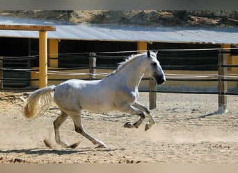 Andaluces, Caballo castrado, 5 años, 158 cm, Tordo rodado