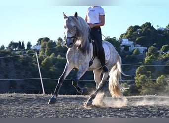 Andaluces, Caballo castrado, 5 años, 158 cm, Tordo rodado