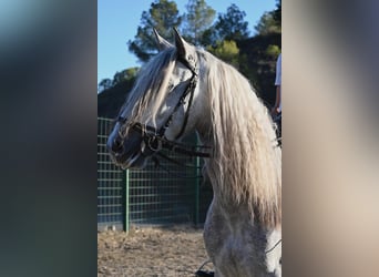 Andaluces, Caballo castrado, 5 años, 158 cm, Tordo rodado