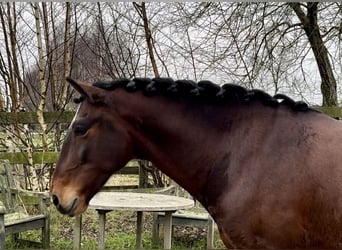 Andaluces, Caballo castrado, 5 años, 159 cm, Castaño oscuro