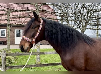 Andaluces, Caballo castrado, 5 años, 159 cm, Castaño oscuro