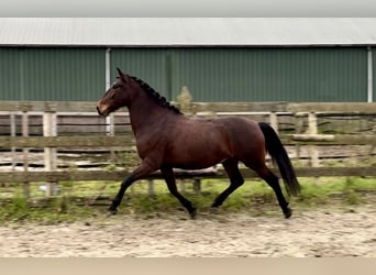 Andaluces, Caballo castrado, 5 años, 159 cm, Castaño oscuro