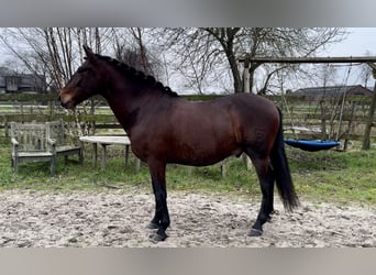 Andaluces, Caballo castrado, 5 años, 159 cm, Castaño oscuro