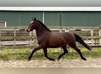 Andaluces, Caballo castrado, 5 años, 159 cm, Castaño oscuro