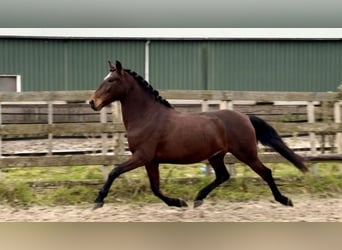 Andaluces, Caballo castrado, 5 años, 159 cm, Castaño oscuro