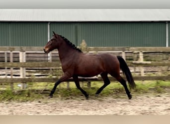 Andaluces, Caballo castrado, 5 años, 159 cm, Castaño oscuro