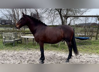 Andaluces, Caballo castrado, 5 años, 159 cm, Castaño oscuro