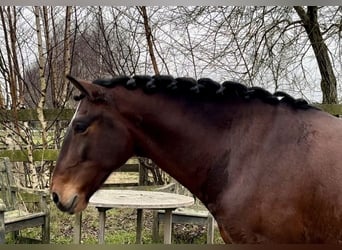 Andaluces, Caballo castrado, 5 años, 159 cm, Castaño oscuro