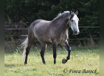 Andaluces, Caballo castrado, 5 años, 159 cm, Tordo