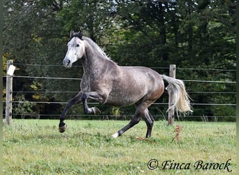 Andaluces, Caballo castrado, 5 años, 159 cm, Tordo