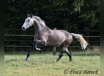 Andaluces, Caballo castrado, 5 años, 159 cm, Tordo