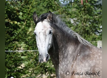 Andaluces, Caballo castrado, 5 años, 159 cm, Tordo