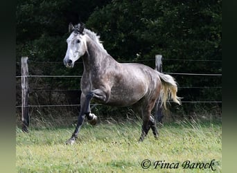 Andaluces, Caballo castrado, 5 años, 159 cm, Tordo