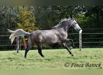 Andaluces, Caballo castrado, 5 años, 159 cm, Tordo