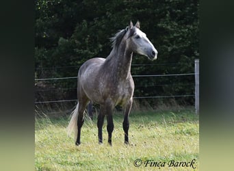 Andaluces, Caballo castrado, 5 años, 159 cm, Tordo