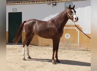 Andaluces, Caballo castrado, 5 años, 160 cm, Alazán
