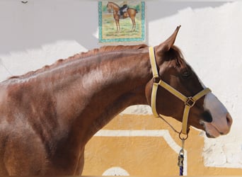 Andaluces, Caballo castrado, 5 años, 160 cm, Alazán
