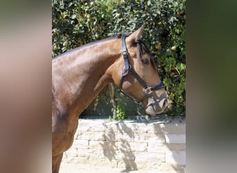 Andaluces, Caballo castrado, 5 años, 160 cm, Bayo