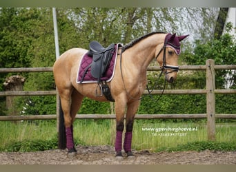 Andaluces Mestizo, Caballo castrado, 5 años, 160 cm, Bayo