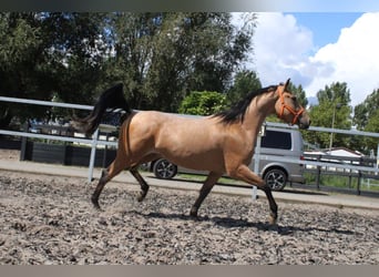 Andaluces Mestizo, Caballo castrado, 5 años, 160 cm, Bayo