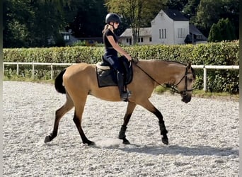 Andaluces, Caballo castrado, 5 años, 160 cm, Bayo