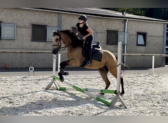 Andaluces, Caballo castrado, 5 años, 160 cm, Bayo