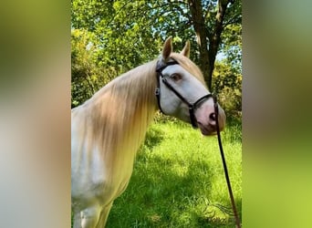 Andaluces, Caballo castrado, 5 años, 160 cm