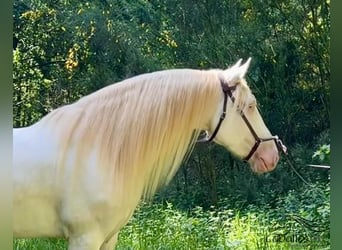 Andaluces, Caballo castrado, 5 años, 160 cm