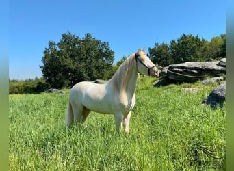 Andaluces, Caballo castrado, 5 años, 160 cm