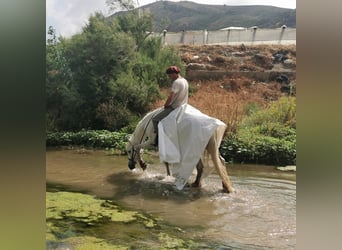 Andaluces Mestizo, Caballo castrado, 5 años, 160 cm