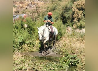 Andaluces Mestizo, Caballo castrado, 5 años, 160 cm