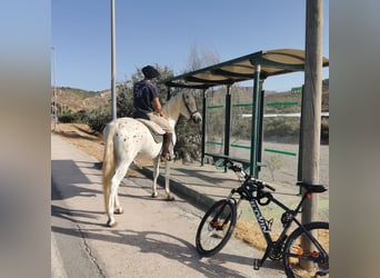 Andaluces Mestizo, Caballo castrado, 5 años, 160 cm