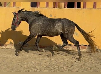 Andaluces, Caballo castrado, 5 años, 160 cm