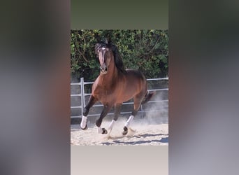 Andaluces, Caballo castrado, 5 años, 160 cm, Castaño