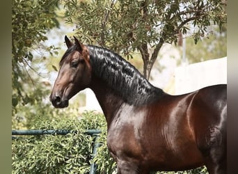 Andaluces, Caballo castrado, 5 años, 160 cm, Castaño