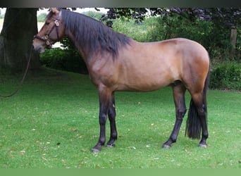 Andaluces, Caballo castrado, 5 años, 160 cm, Castaño