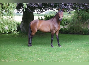 Andaluces, Caballo castrado, 5 años, 160 cm, Castaño