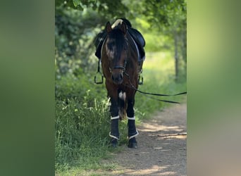 Andaluces, Caballo castrado, 5 años, 160 cm, Castaño