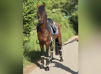 Andaluces, Caballo castrado, 5 años, 160 cm, Castaño