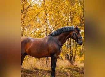 Andaluces, Caballo castrado, 5 años, 160 cm, Castaño oscuro