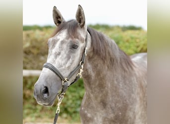 Andaluces, Caballo castrado, 5 años, 160 cm, Porcelana