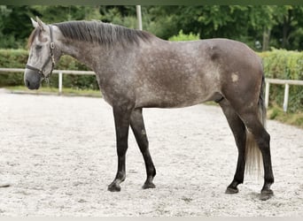 Andaluces, Caballo castrado, 5 años, 160 cm, Porcelana