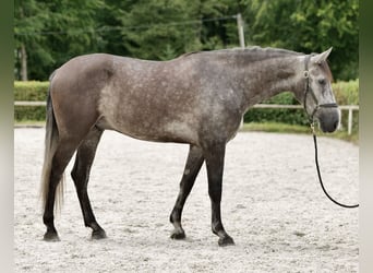 Andaluces, Caballo castrado, 5 años, 160 cm, Porcelana