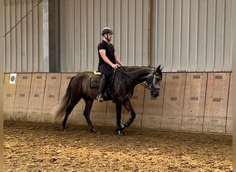 Andaluces, Caballo castrado, 5 años, 160 cm, Porcelana