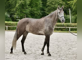 Andaluces, Caballo castrado, 5 años, 160 cm, Porcelana