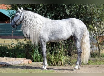 Andaluces, Caballo castrado, 5 años, 160 cm, Tordo